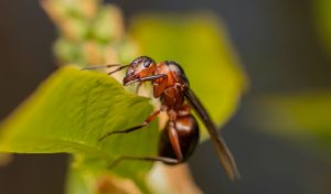 summer pest control