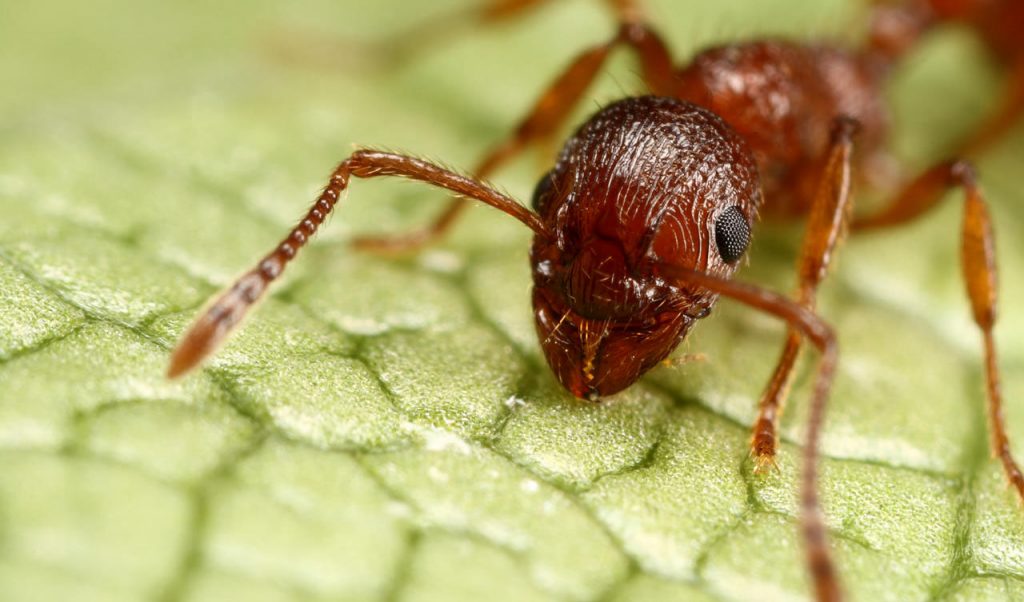 The Extermination Of Red Fire Ants Safe 