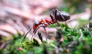 red fire ants