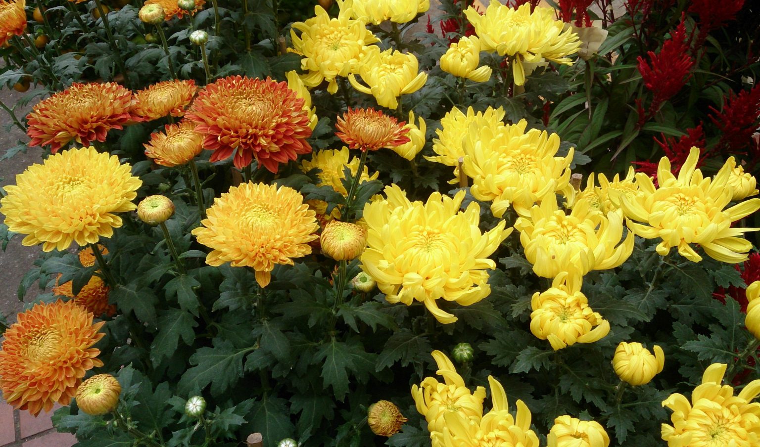 What Are Pyrethroid Insecticides Safe Killer