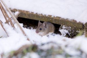 winter pest control