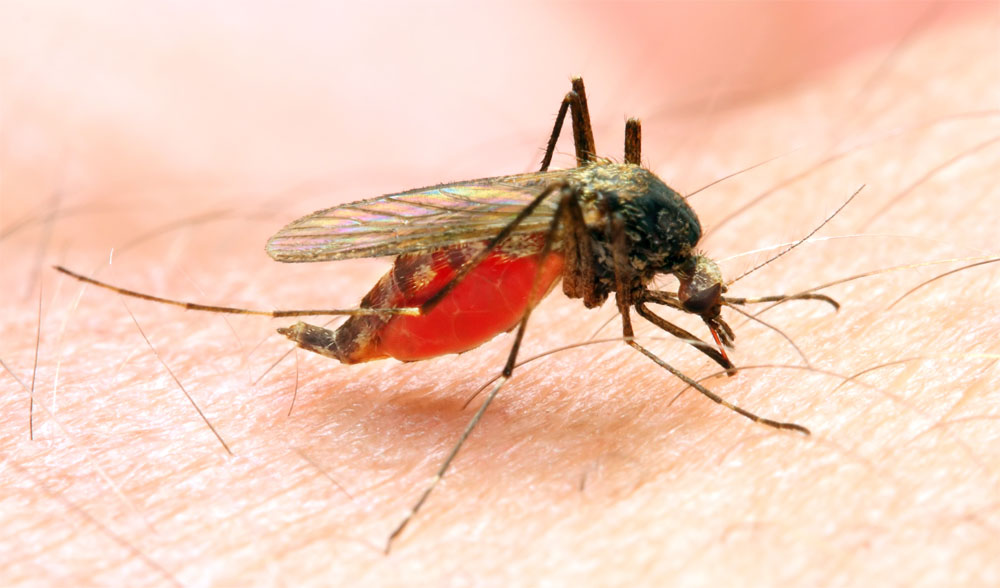 malaria