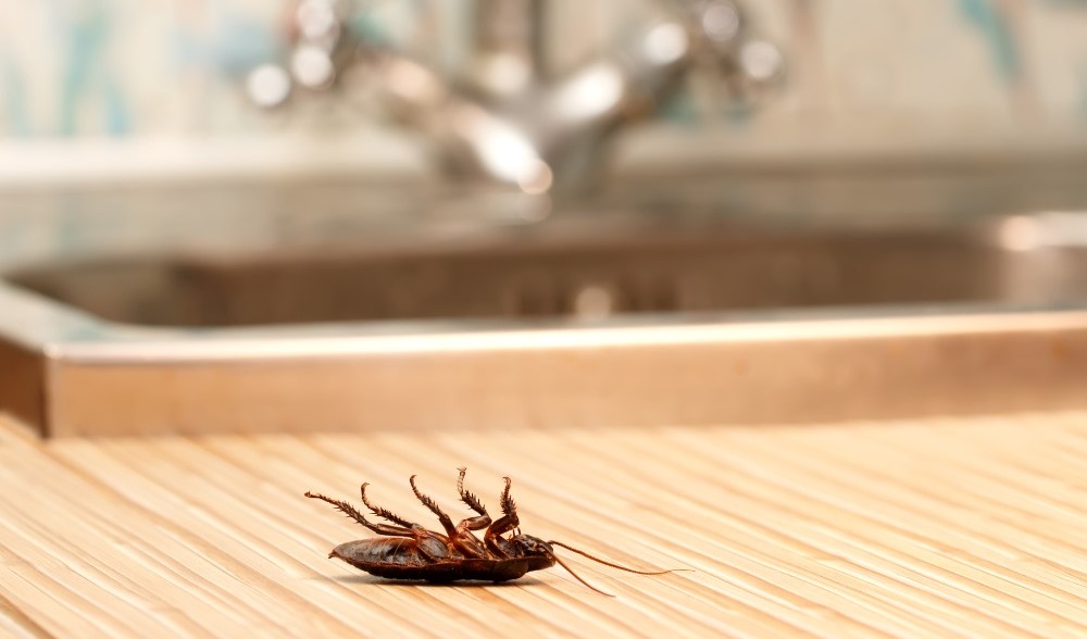 how to kill coachroaches