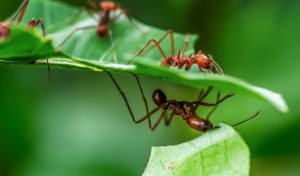 ant killer for garden