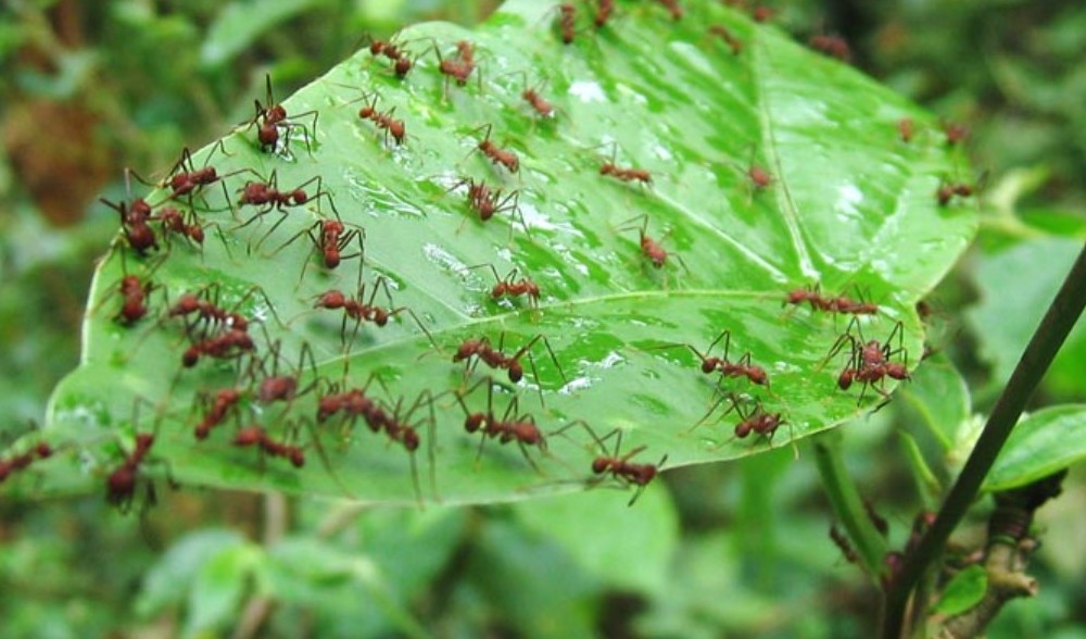 ant killer for garden