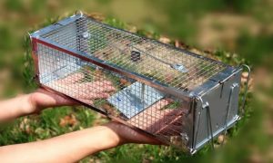 live traps for rats