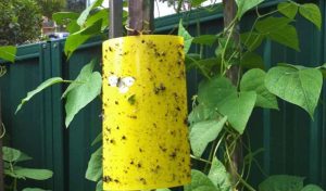 yellow sticky traps