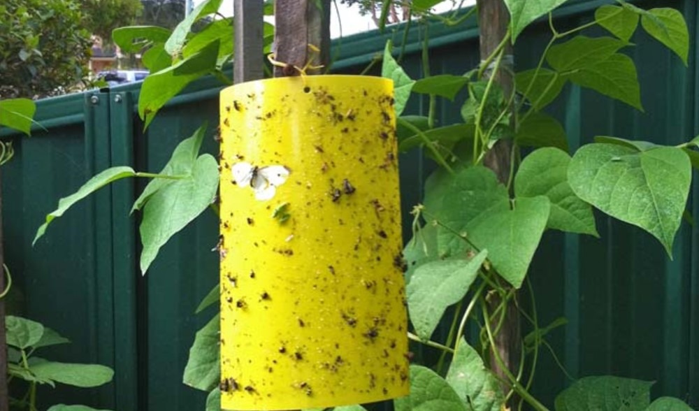 sticky-trap-for-insects-how-do-sticky-traps-work-shorts