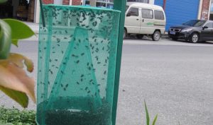 hanging fly trap