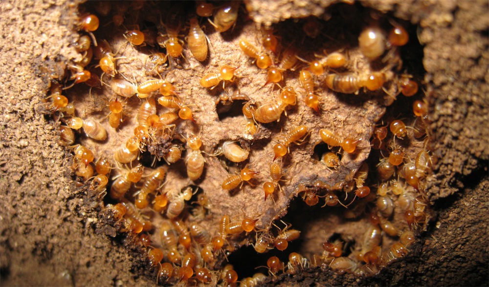 termite treatment