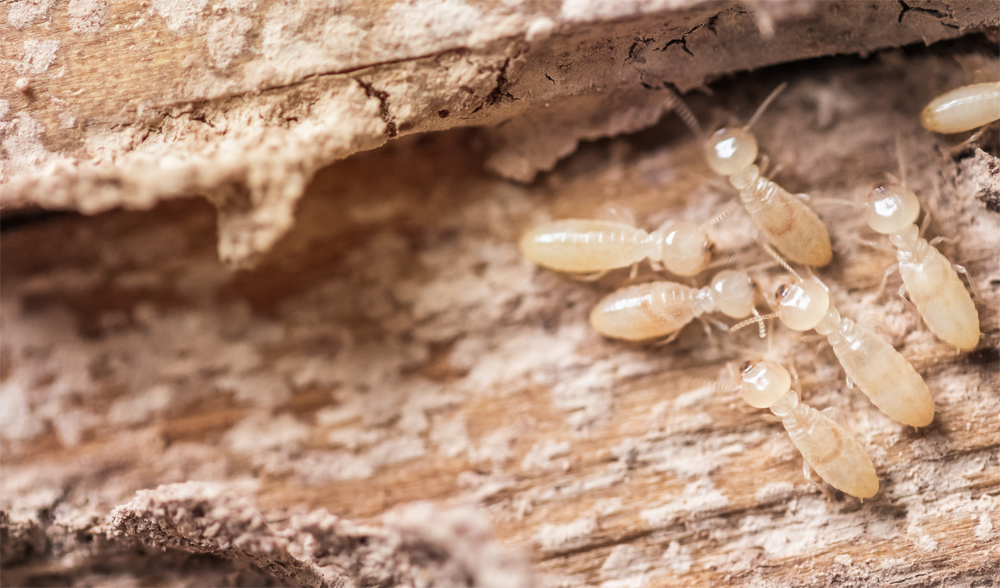 termite treatment