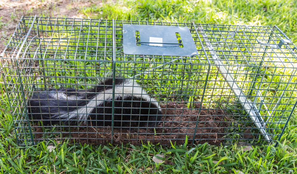 live animal traps