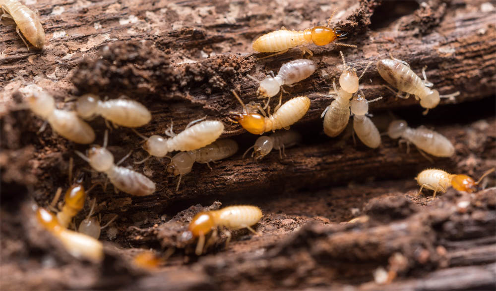 termite infestation