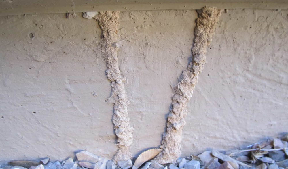 termite infestation