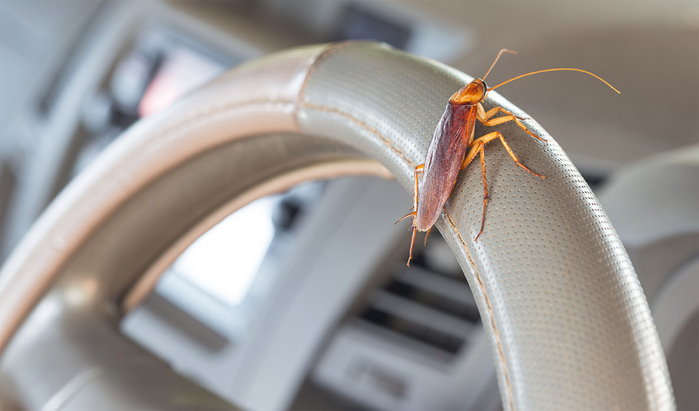 cockroach infestation