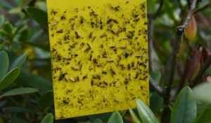 yellow sticky glue traps