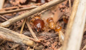 termite control