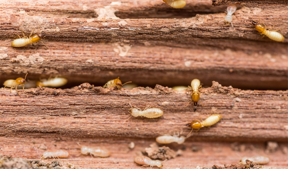 termite control