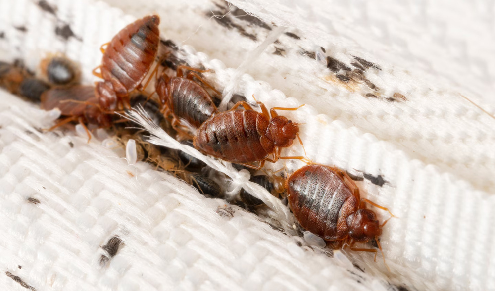 bed bug infestation