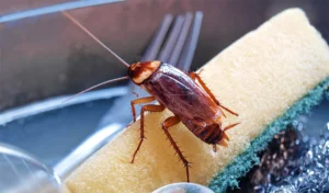 german cockroach