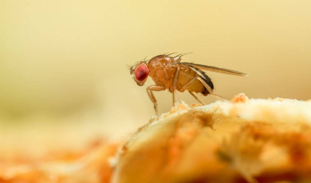 trapping fruit flies