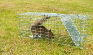 trapping squirrel